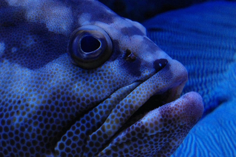 an orange and blue octo is floating in the water