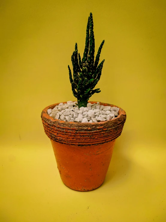 a cactus plant in a brown pot with white rocks around it