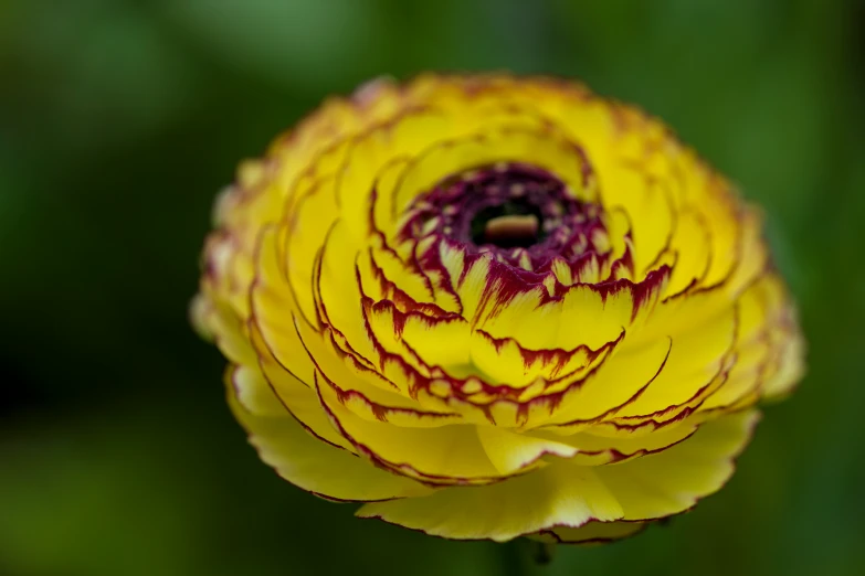 a yellow and red flower that has very thin petals