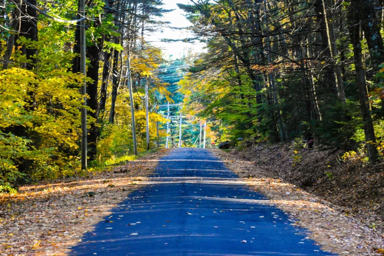 the street is lined with lots of trees on both sides