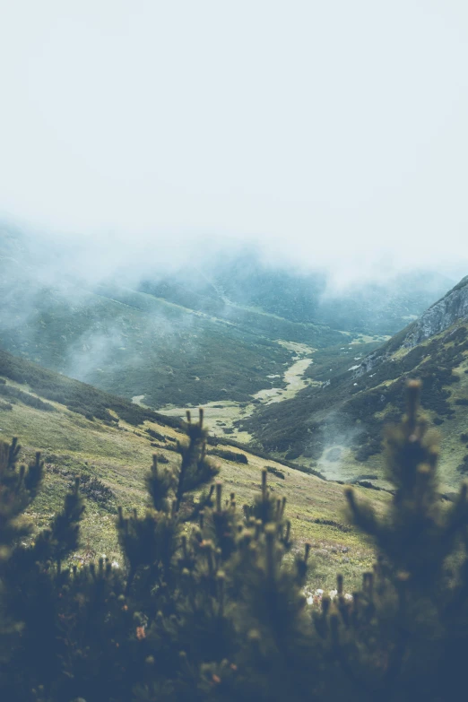 a lush green mountain forest covered in clouds