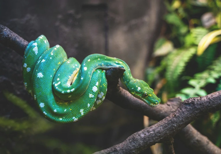 a green snake on a nch in the forest