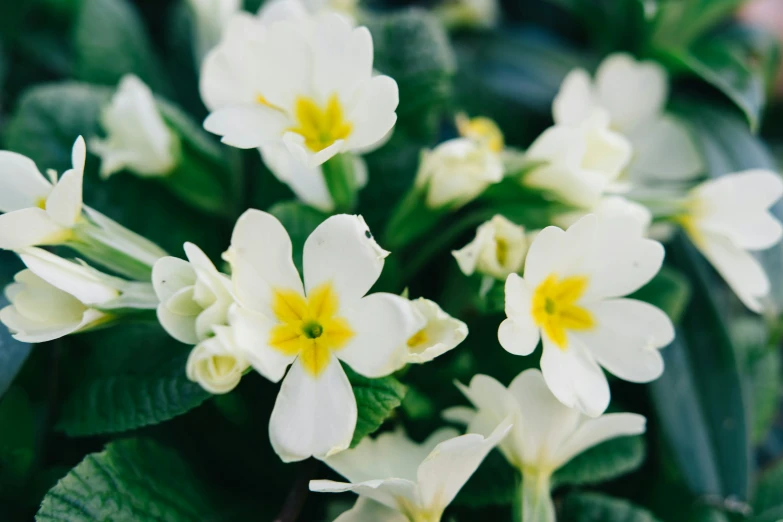 a closeup of some flowers and leaves