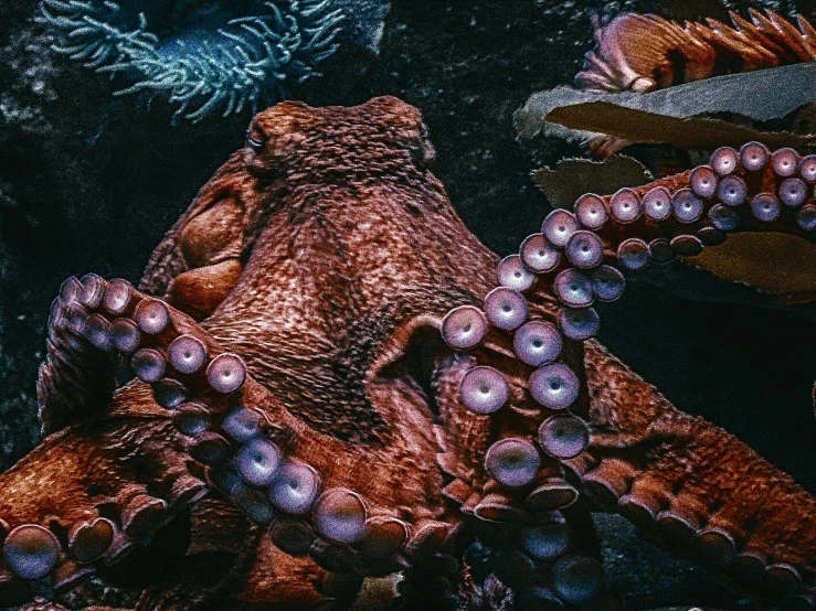 the underwater view shows the underside of a octo,