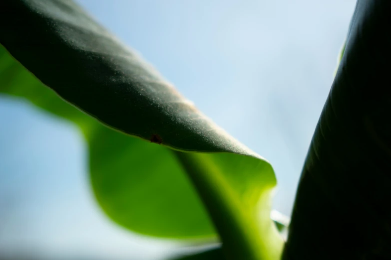 a close - up po of the leaves and a blue sky background