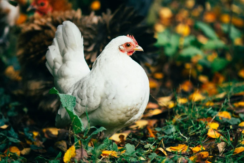 a group of chickens on a field of grass