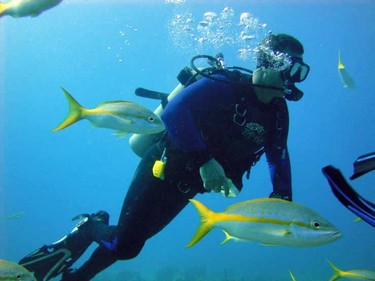 a person is snorkling in a shallow water