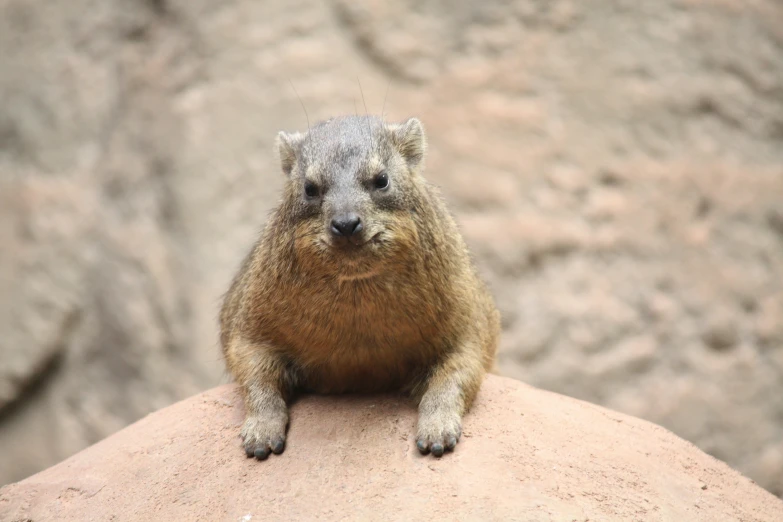 a close up of a small animal sitting on a rock