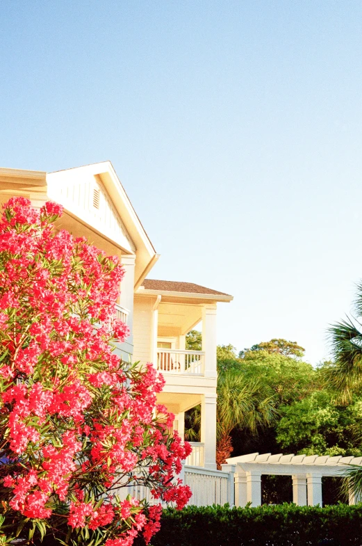 bright red flowers surround a white house on the island