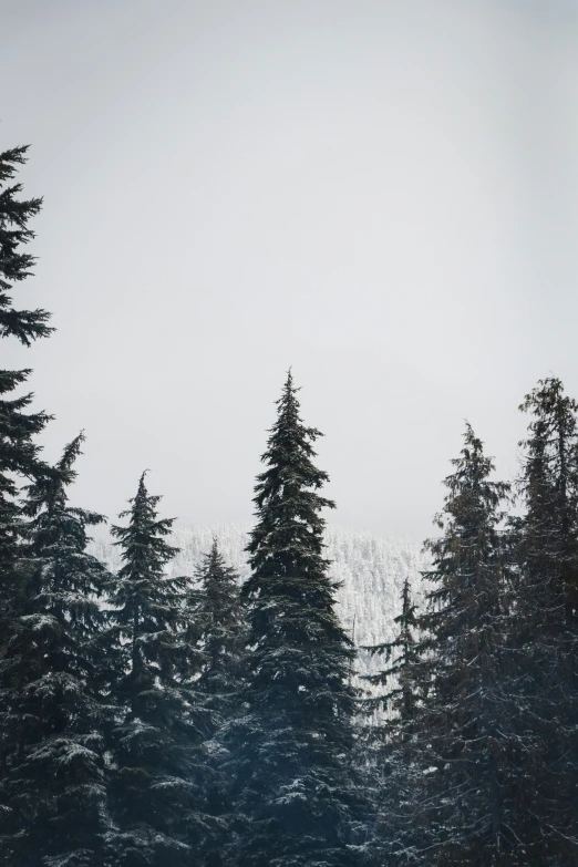 a line of pine trees, standing in front of an area with snow and grey fog