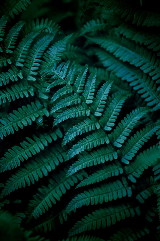a dark po of green plants and leaves