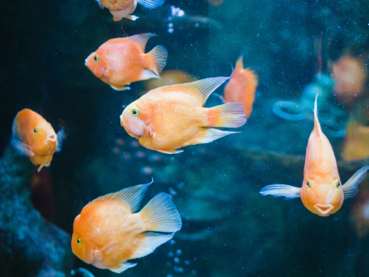 a group of goldfish swimming near some glass