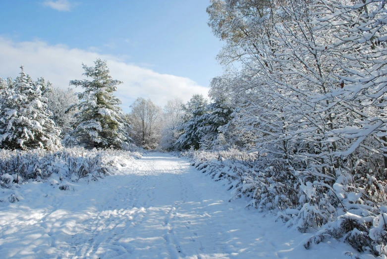 a very long snowy path through the woods