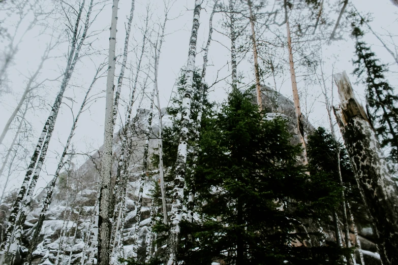 trees and snow surround a tall building