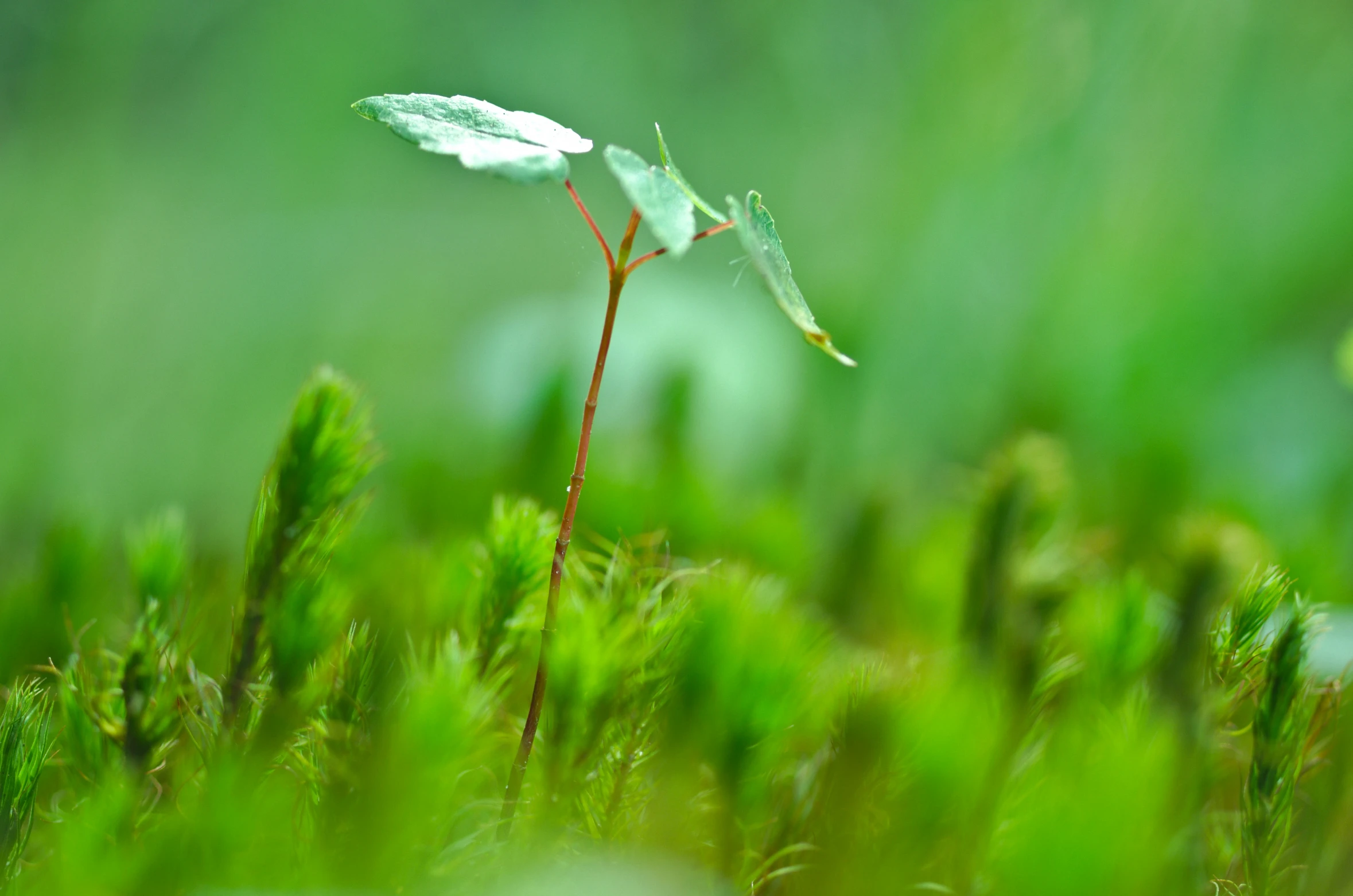 a small green plant that is growing in the grass