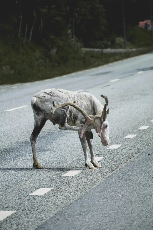 an animal with horns and large tail on the side of a road