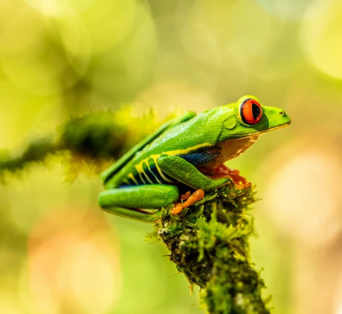 a red eyed tree frog resting on top of a mossy nch