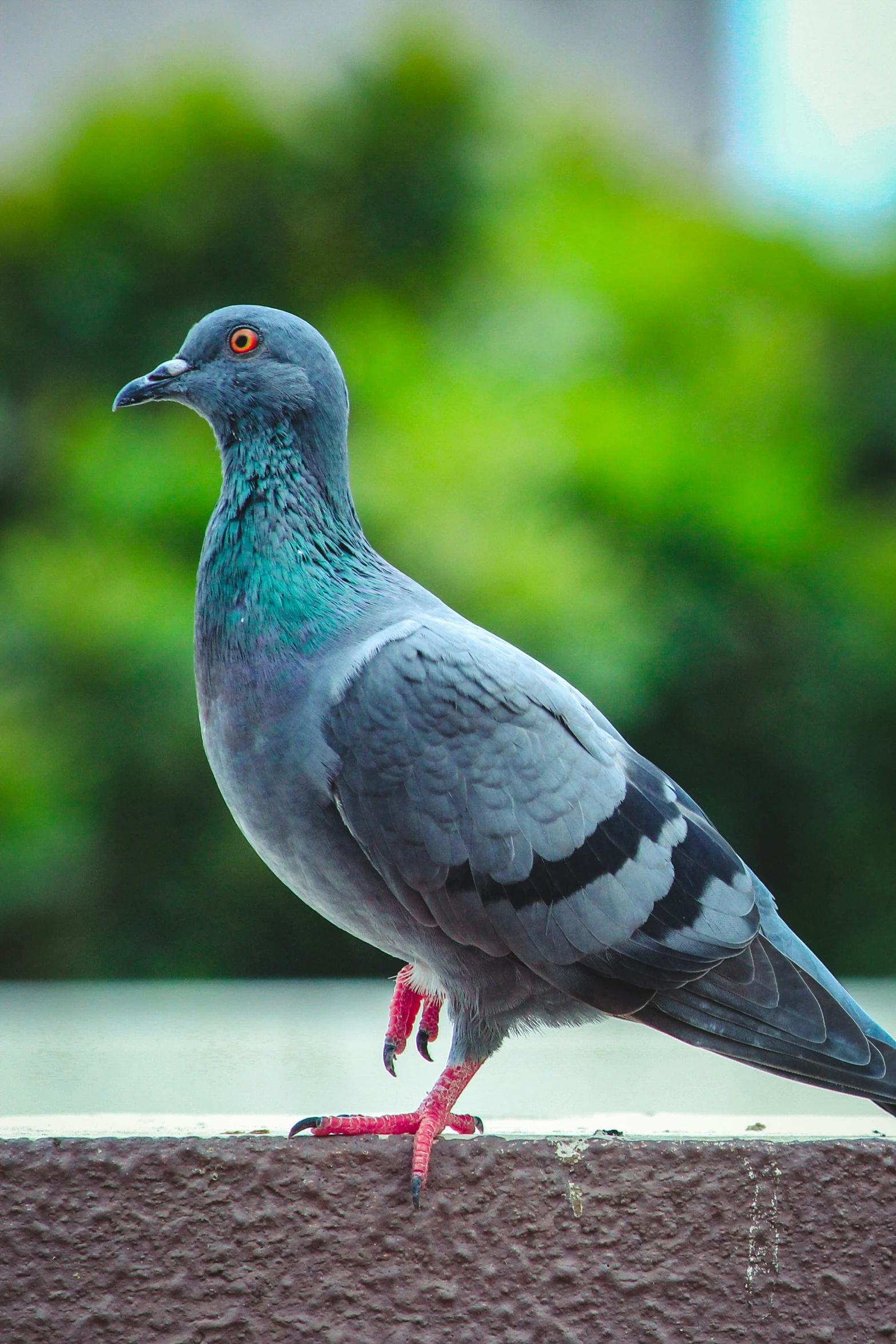 a blue pigeon is standing on a ledge