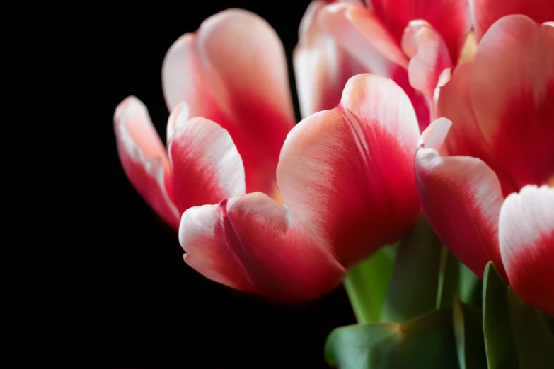 the long stemmed pink flowers have petals on them