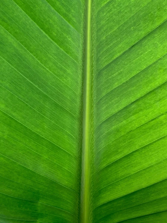 a green leaf that is very close up