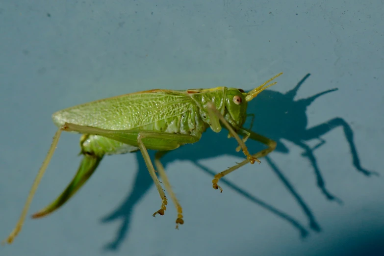 a green bug with long legs sits on the wall