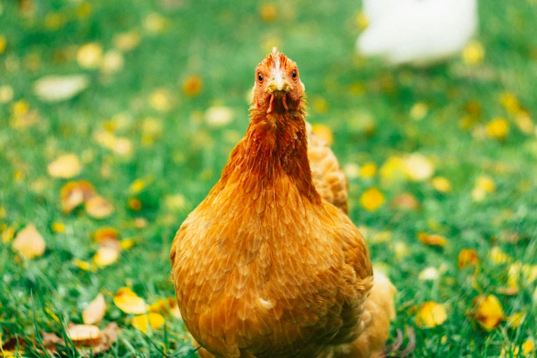an angry looking chicken walks through the grass