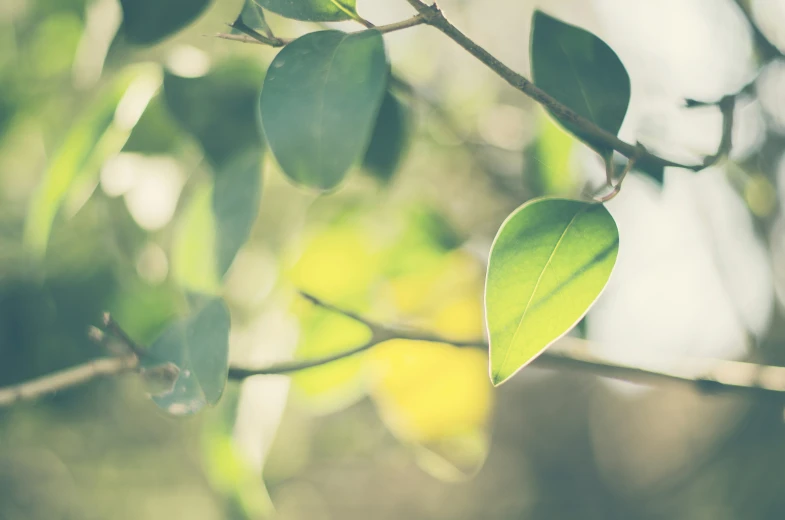 a tree nch with leaves and nches covered by sunlight