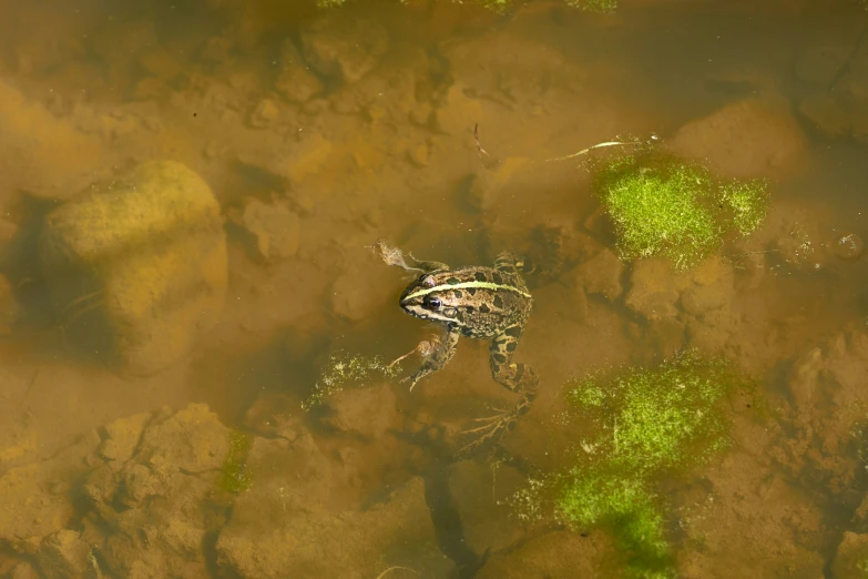 a frog is sitting on some moss in the water
