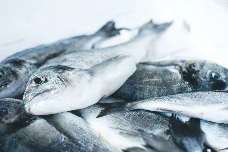 the group of fish are lined up to be sold