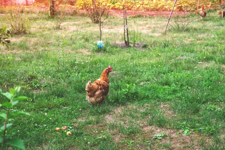 a chicken walks through a field of grass in a backyard