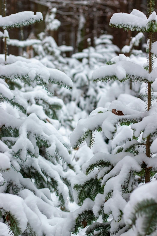 a snowy forest has many little pine trees