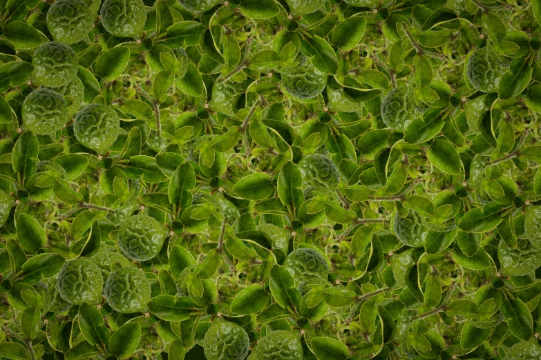 an image of a very bright green ground cover