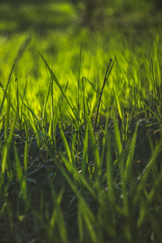 grass and leaves, blurred and green grass on a sunny day