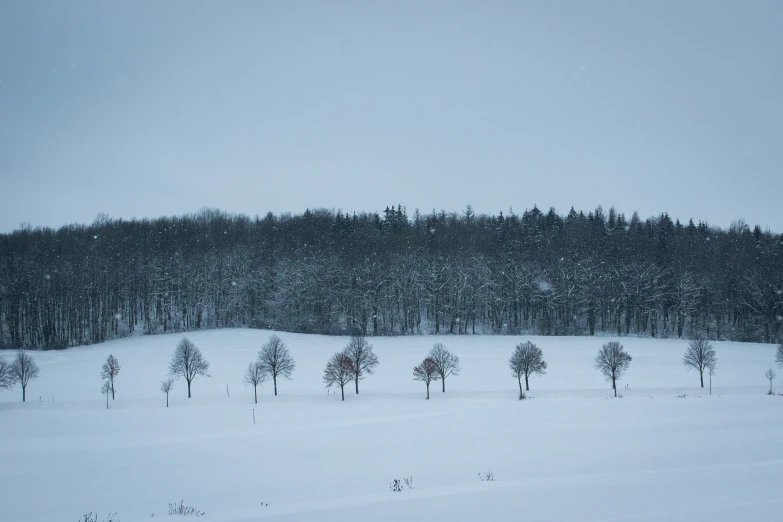 a large forest in the middle of the snow