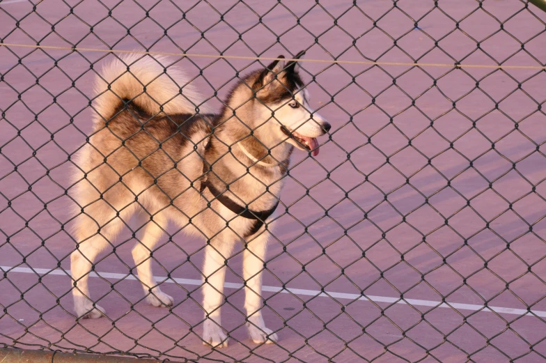 a dog standing in front of a tennis court