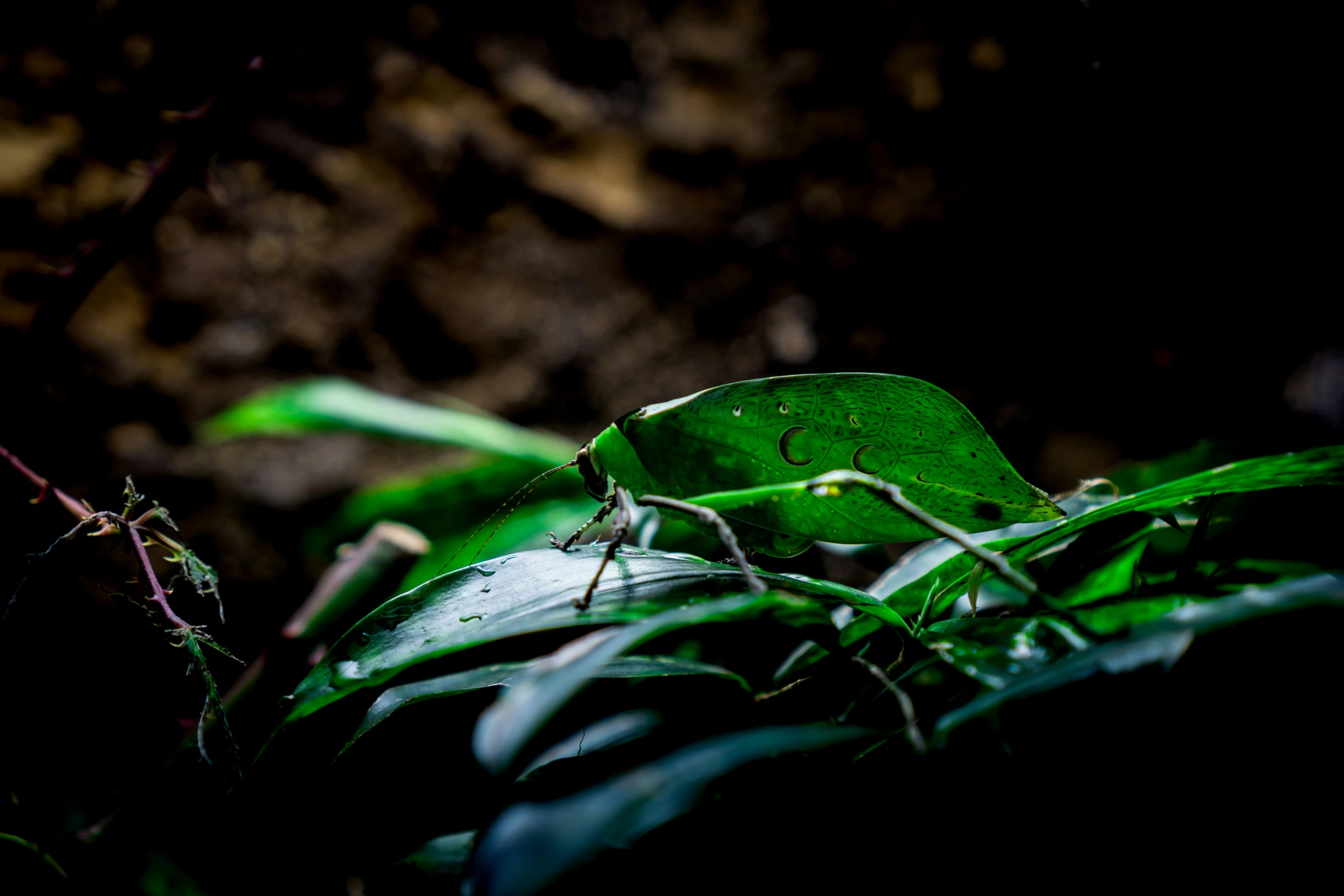 a close up view of leaves and stems in the dark