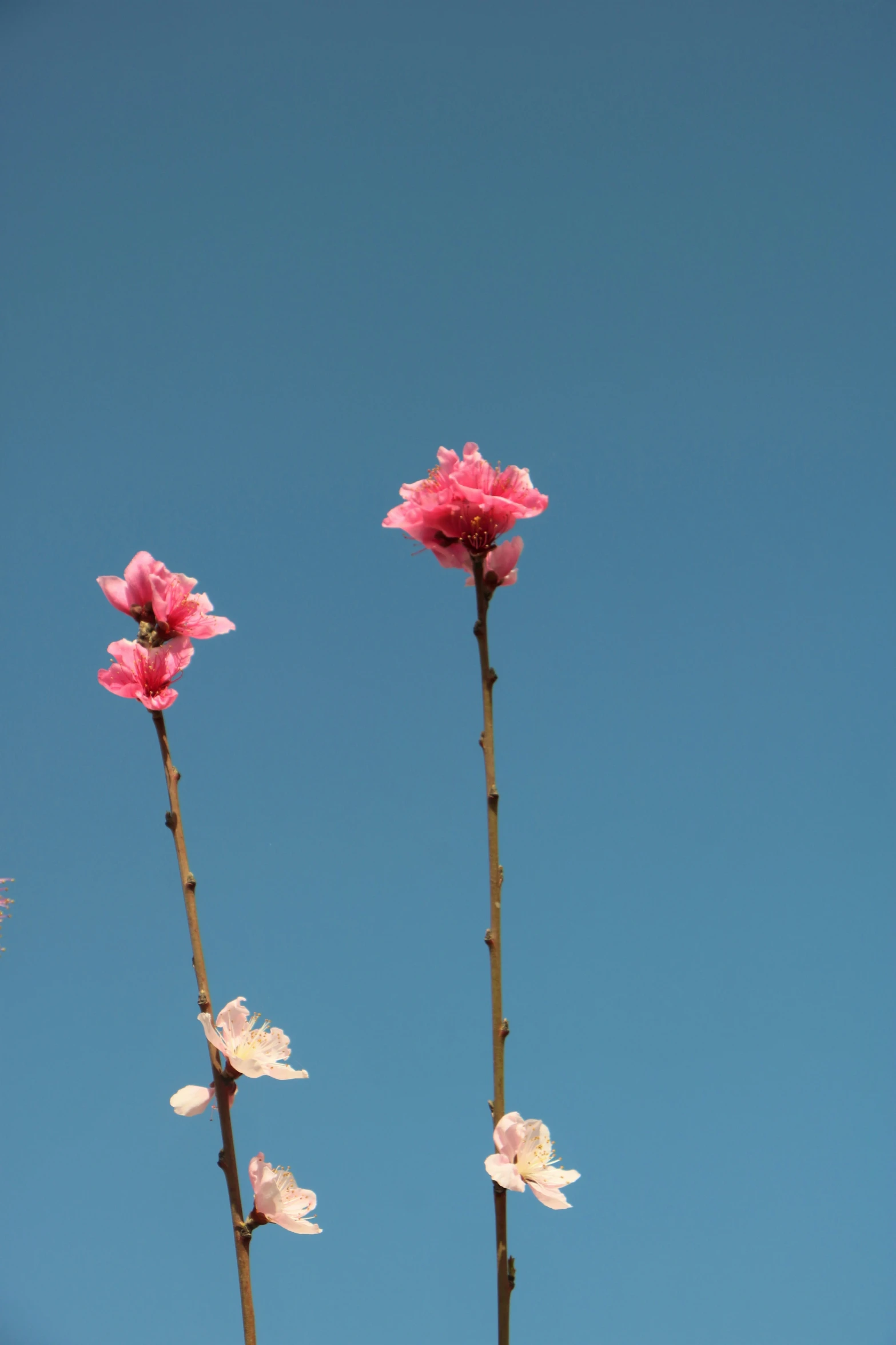 a close up image of pink flowers with a blue sky in the background