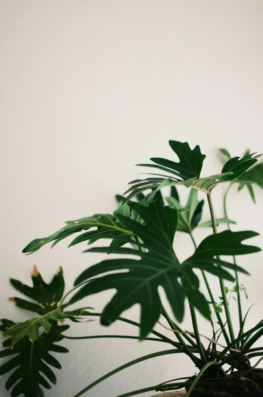 plants have green leaves against the white wall