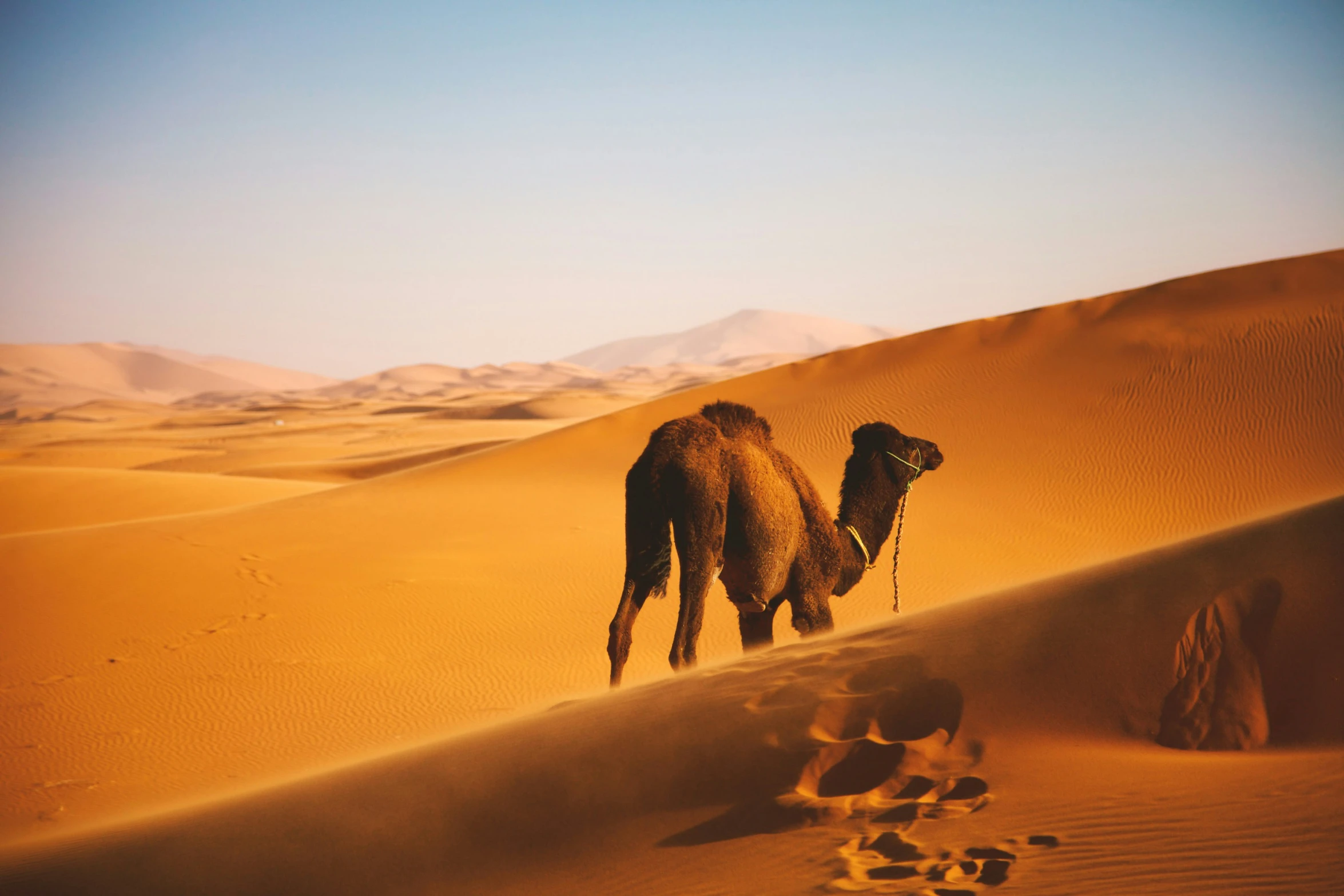 a single camel standing in the middle of a desert