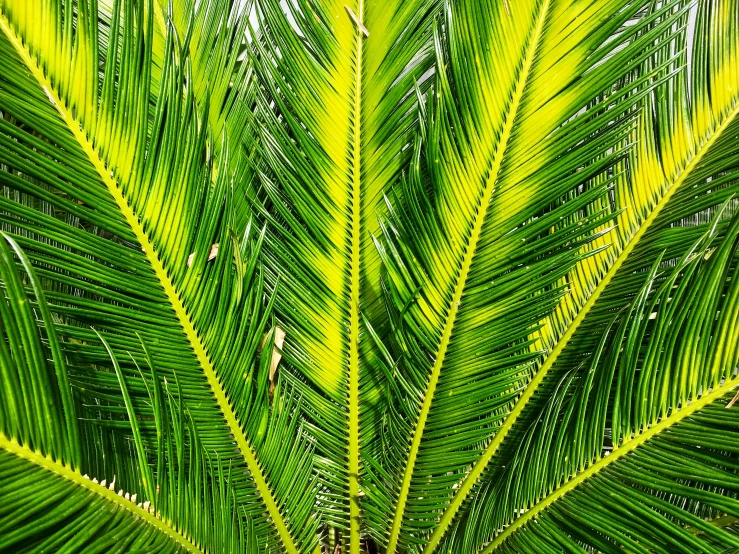 the back end of a large palm tree