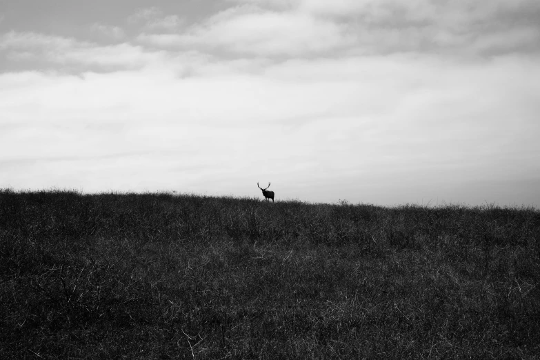 two animals standing on top of a grassy hill