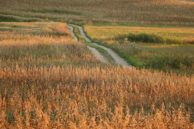 a path on a field near many tall grass