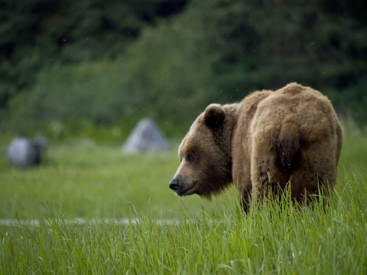 an image of a brown bear walking out