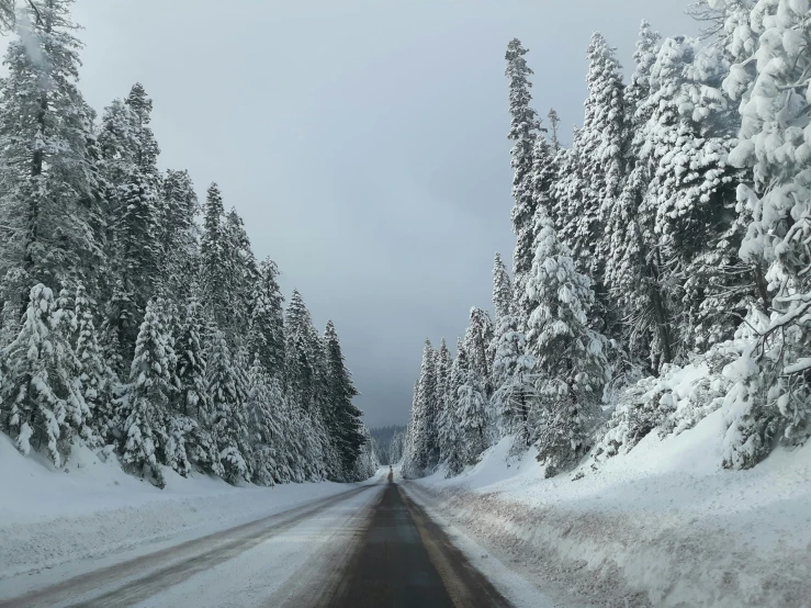 there is a snow covered road surrounded by tall pine trees