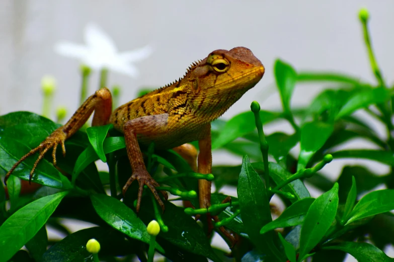 a close up of an orange and brown lizard