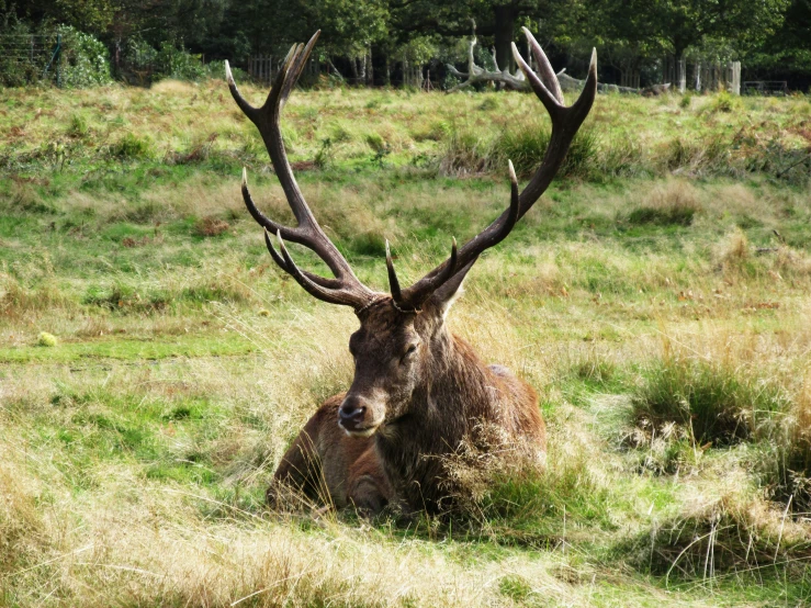 a large horned deer lying down in a field