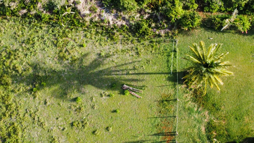 a small palm tree sitting in the middle of a grassy field