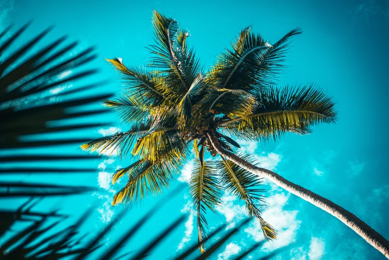 the view from below looking up at a palm tree