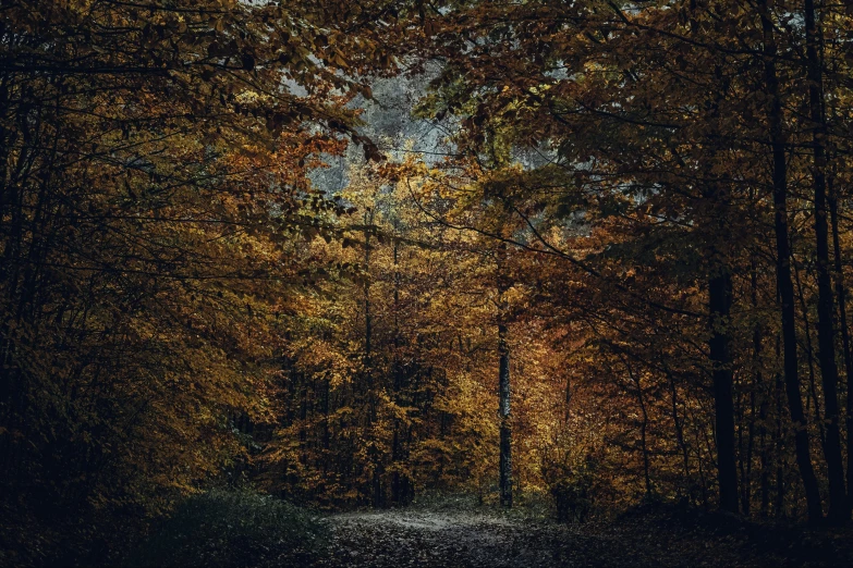 trees lining the ground with very bright leaves