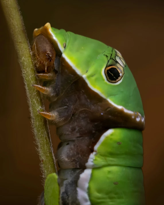 a green and white insect that is on top of a plant